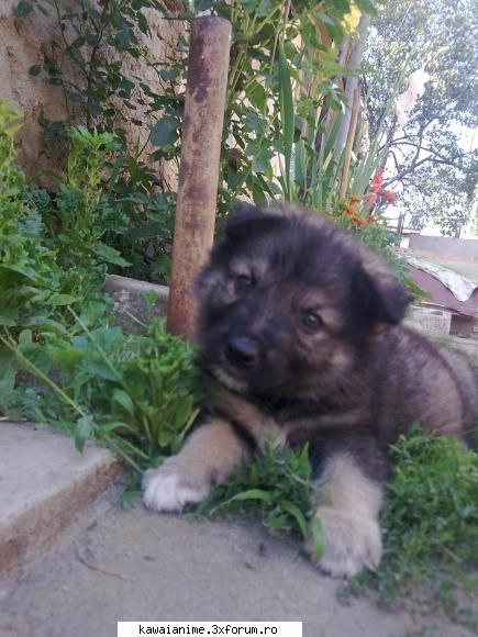 aveţi animale de companie? poze cu ele să le vedem şi noi!
eu am un pe nume scotty,pe